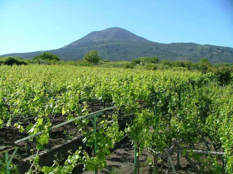 Mount Vesuvius seen from vineyards in Campania, the Southern Italian region around Naples.