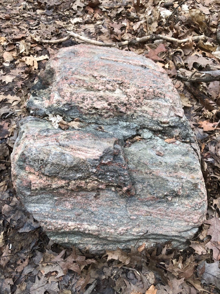 A rock with pink and black stripes, probably metamorphic rock, resting on the ground which is carpeted with last autumn’s leaves.