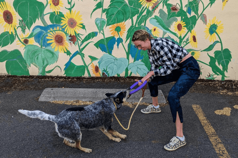 Haley the young woman and Scout the blue heeler play tug with a purple ring toy in front of a sunflower mural