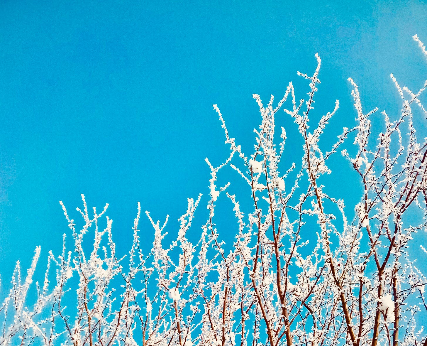Frosted branches against bright blue sky