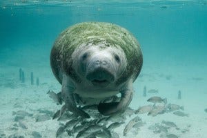 A Florida manatee swims underwater with bream fish by its side. Photo courtesy of Pixabay.