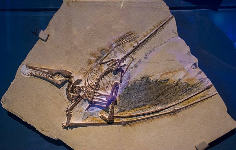 Pterosaur fossil in stone