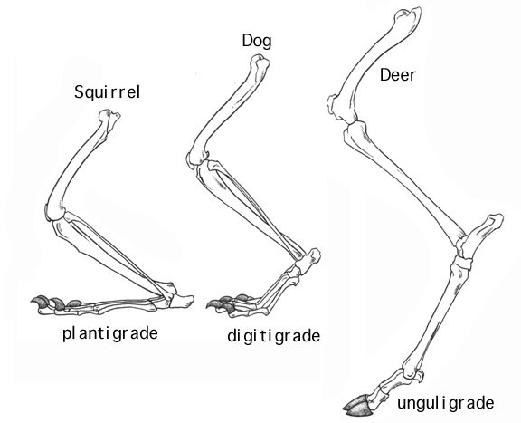 ADW: posture.jpg