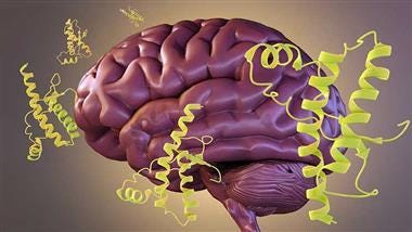 prion brain diseases