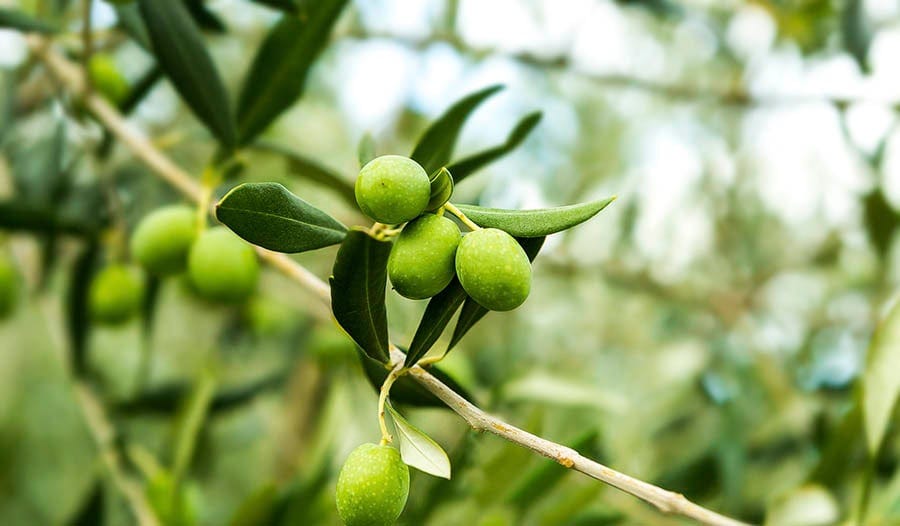 8 Health Benefits of Olive Leaf Extract | iHerb Blog