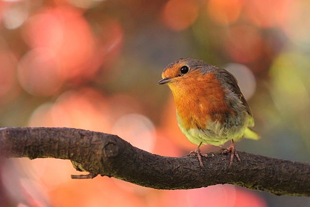 Robin sitting on a branch Robin sitting on a branch