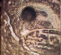 Water Crystal- Pollution (Emoto Masaru)