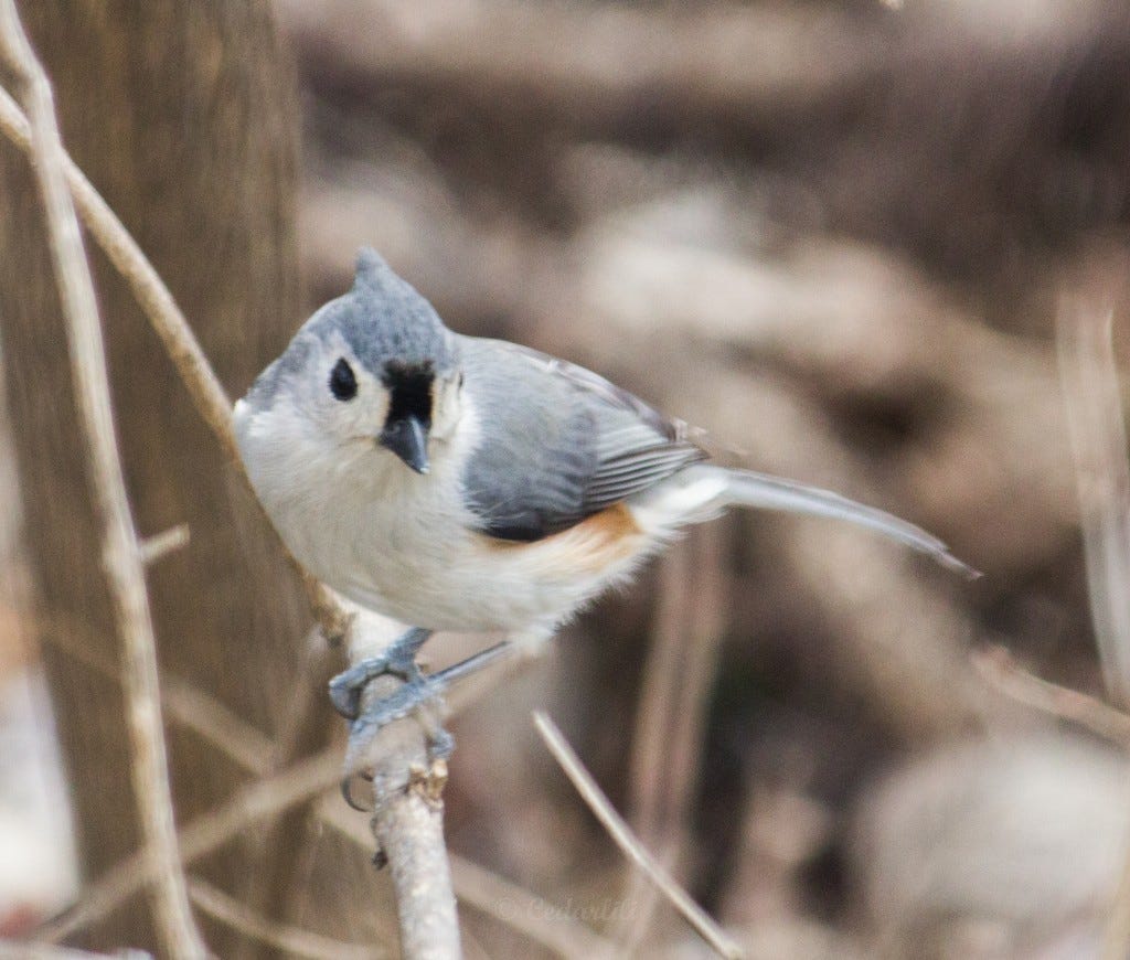 Tufted Titmouse