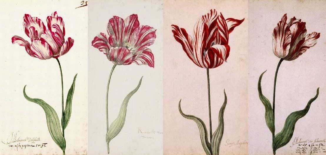 TULIP 'SEMPER AUGUSTUS' - DOES IT STILL EXIST? |The Garden of Eaden
