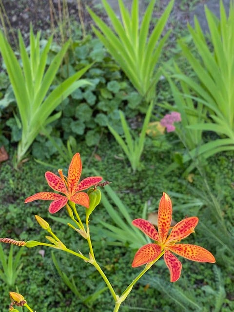 Blackberry Lily