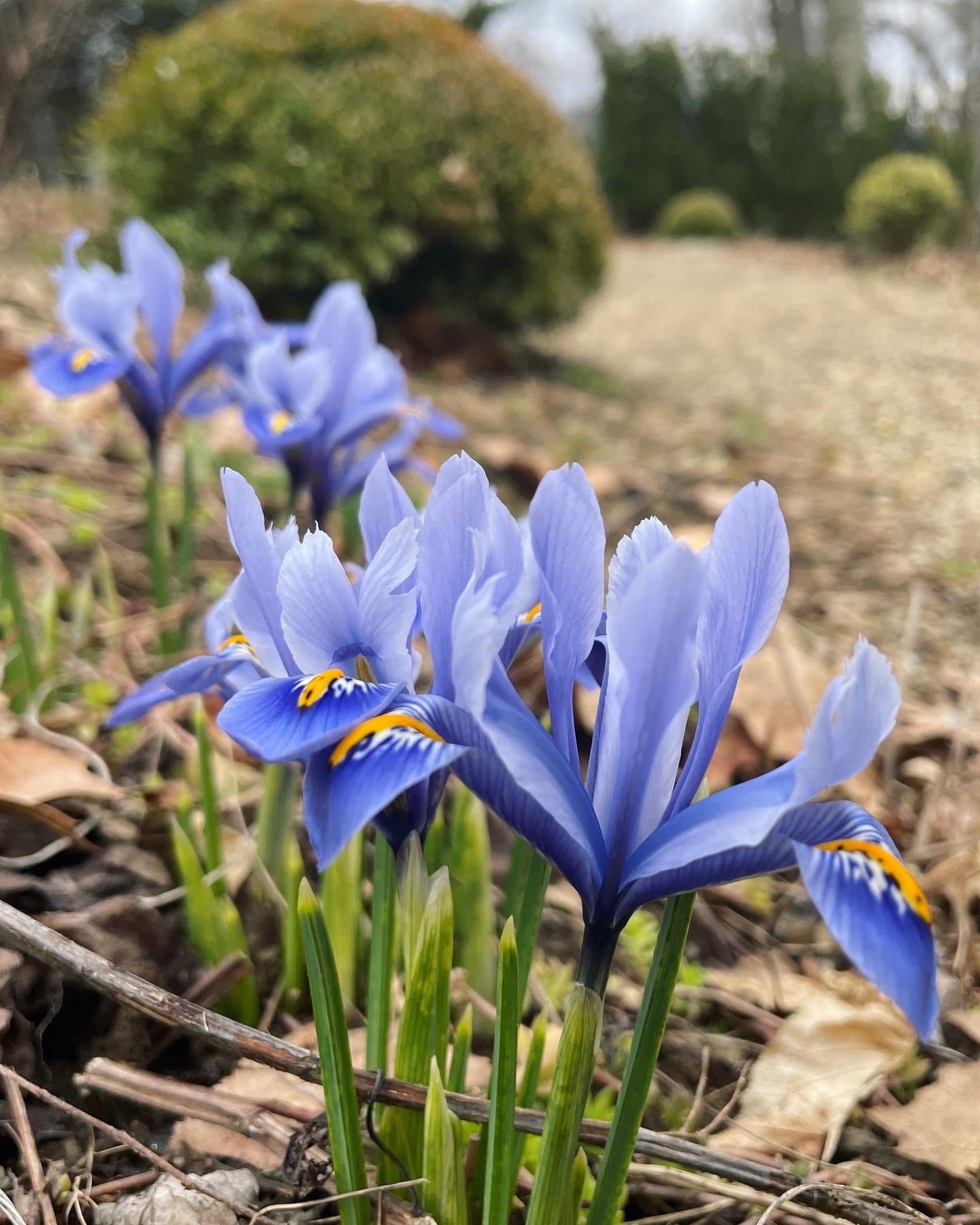 Iris reticulata ‘Alida’ in the Cottage Garden at Havenwood in March.