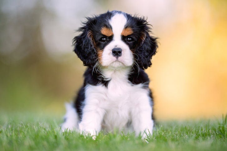 How to Groom a Cavalier King Charles Spaniel – American Kennel Club