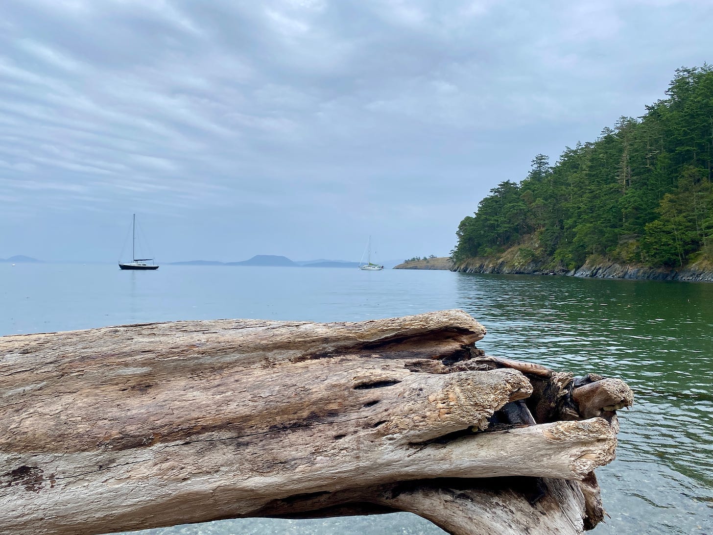 A photo. In the foreground is a large piece of driftwood, behind it a calm bay under overcast skies. Two sailboats are at anchor.