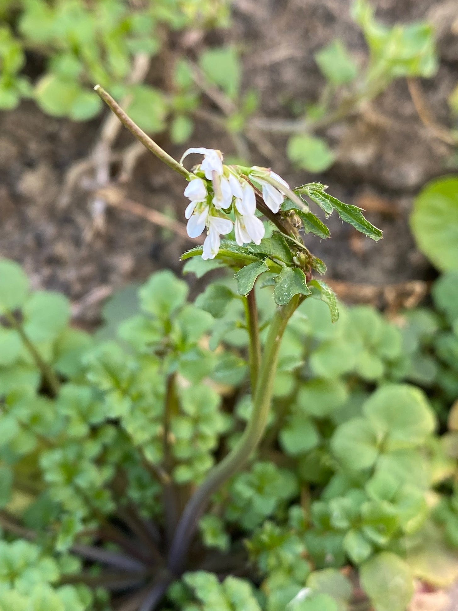 Cardamine hirsuta  Flowering stem shows a single new pod with the visible outline of single row of seeds.