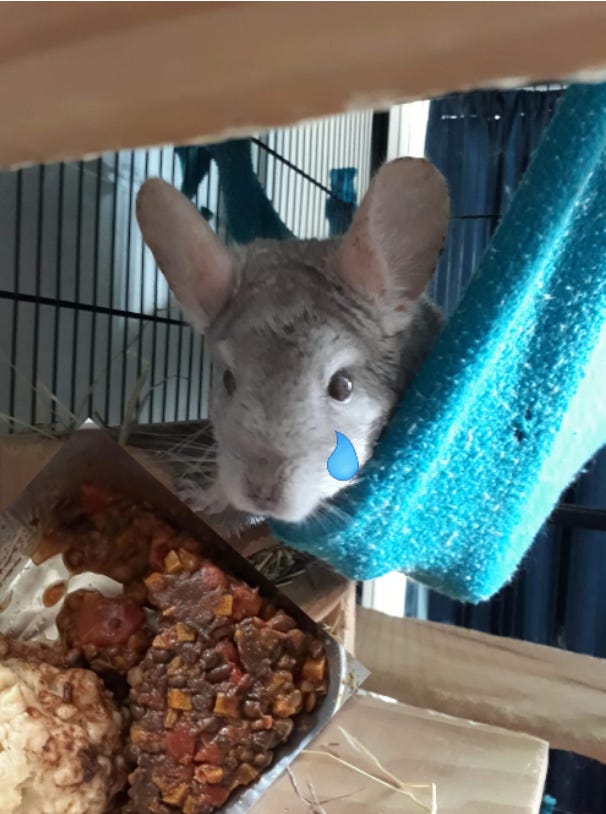 A chinchilla crying because she doesn't want to eat David Seymour's school lunch