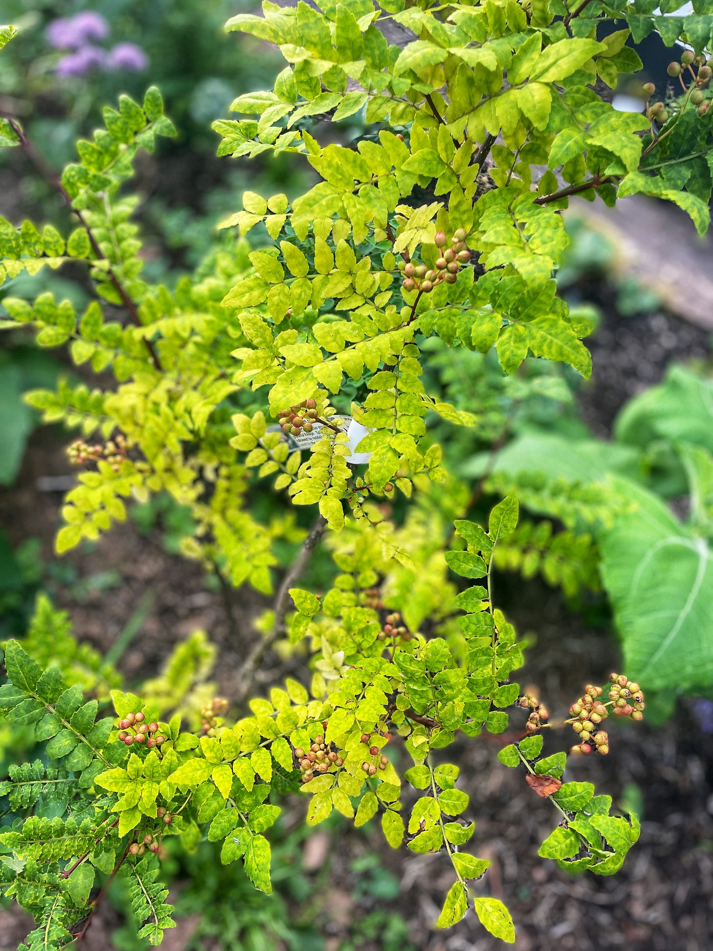 Japanese peppercorns ripening