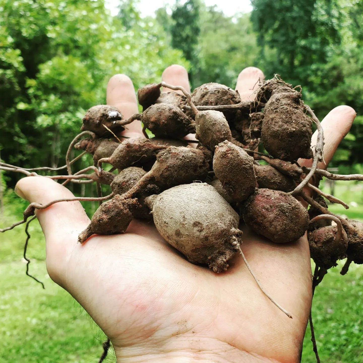 American Groundnut Tubers