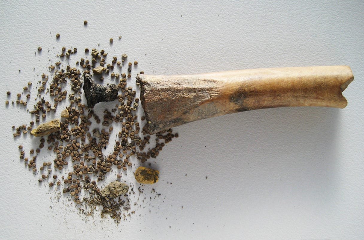 A hollow goat or sheep bone with a tar plug and seeds that were stored inside