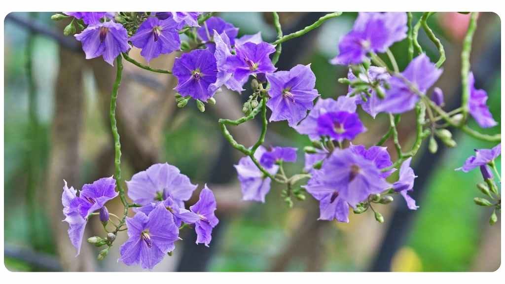 herbs high in vitamin d - waxy leaf nightshade