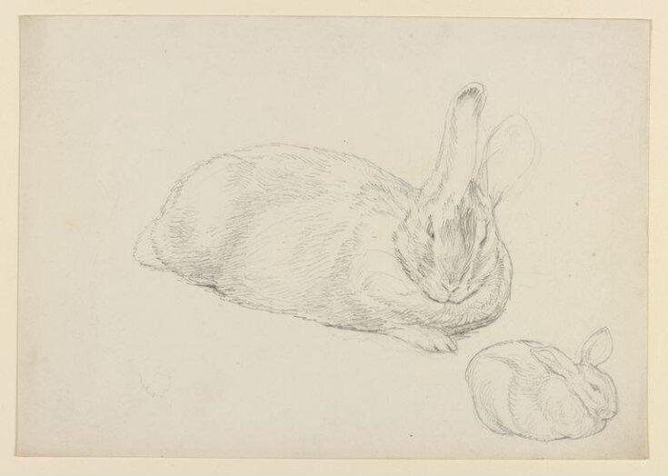 A rabbit resting top image