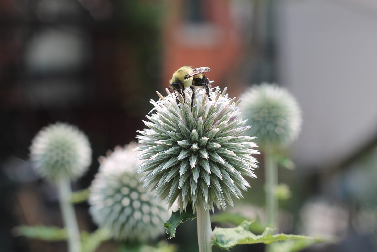 A bumblebee perched on top of the round, spiky blue-grey ball of an echinops (globe thistle). It's pulling out thread of flower sprouting like hairs on the top of the globe.