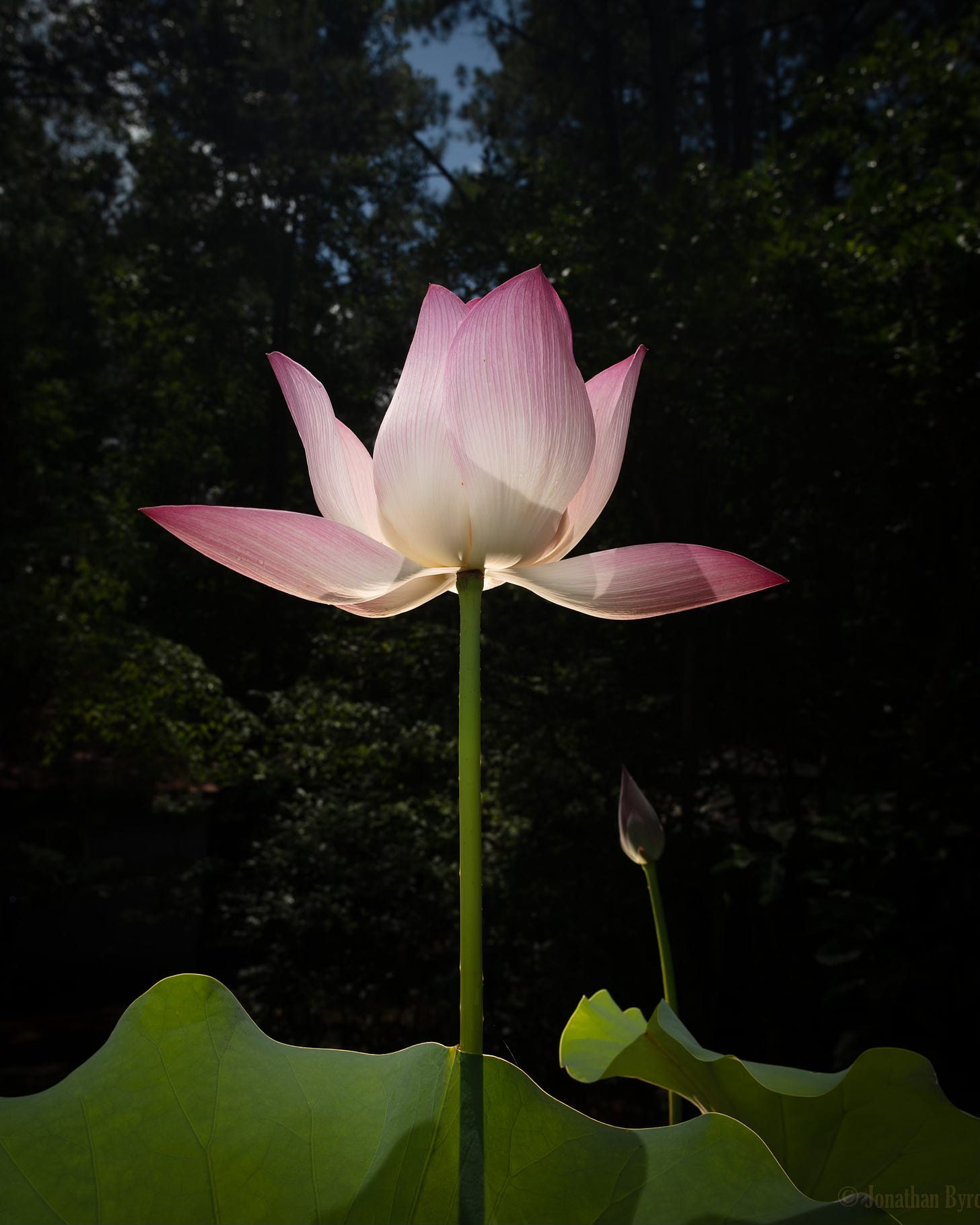 A backlit lotus shines in pink and green. 