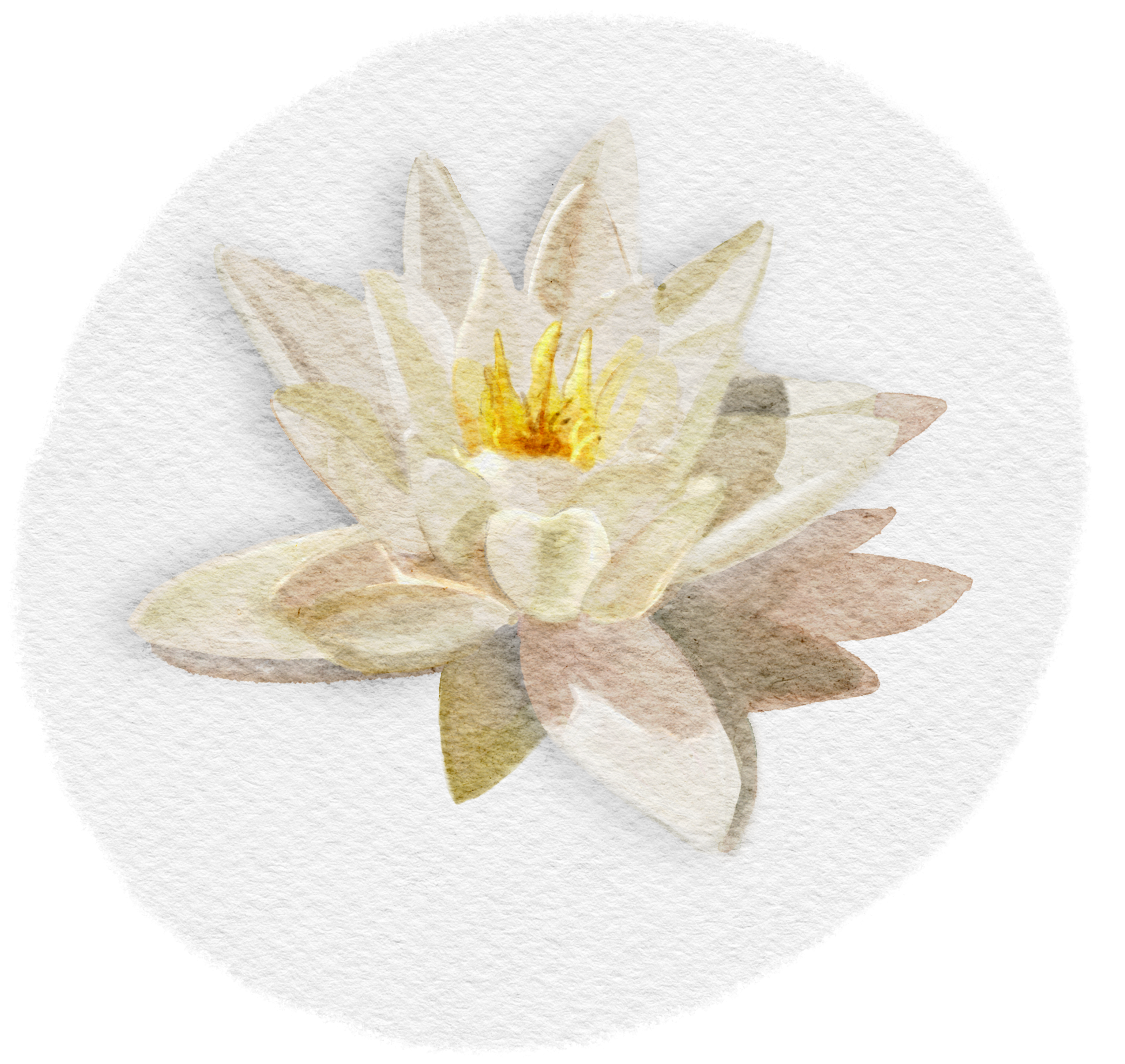 Watercolour painting of a white waterlily - large, white petals splaying open.