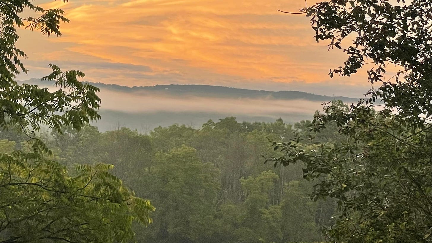 May be an image of nature, tree, twilight and fog