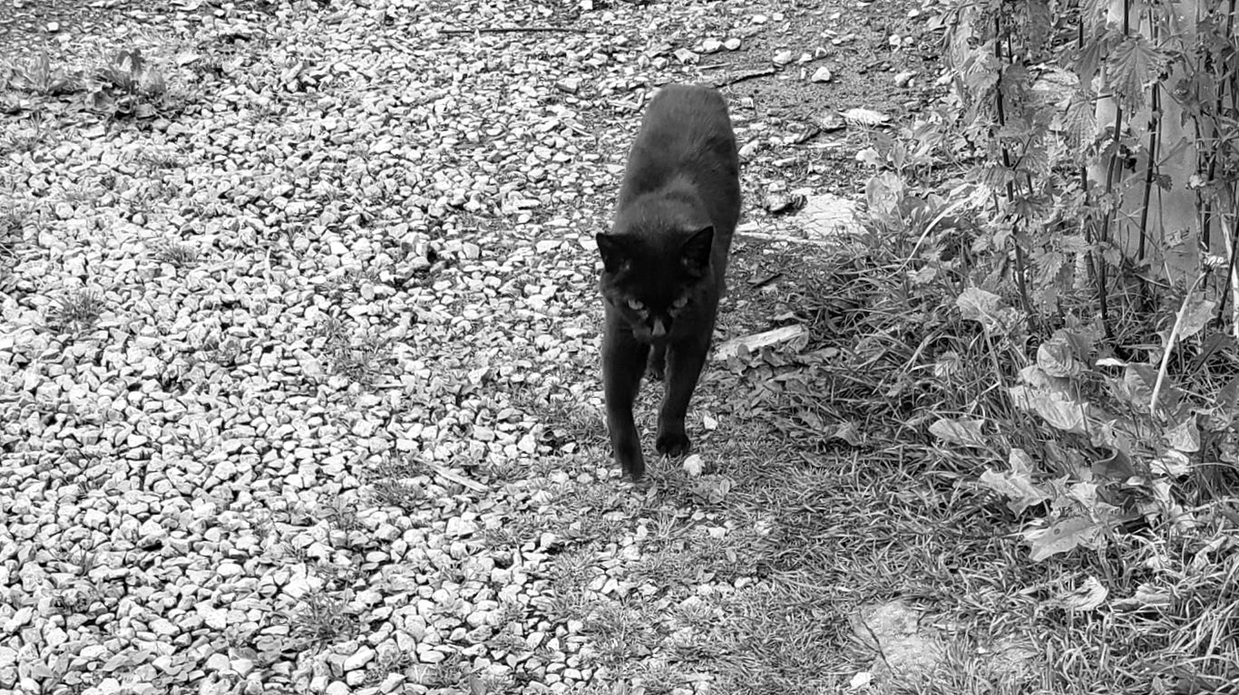 A black cat walks towards the camera along a gravel path