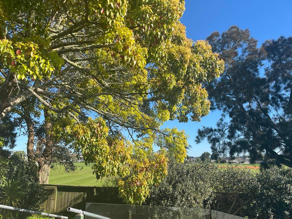 The backyard view on a sunny day.