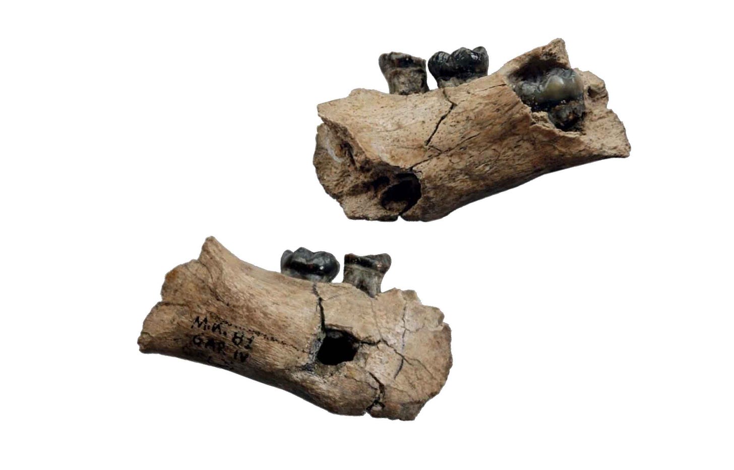 Lingual and buccal views of Garba IVE mandible fragment