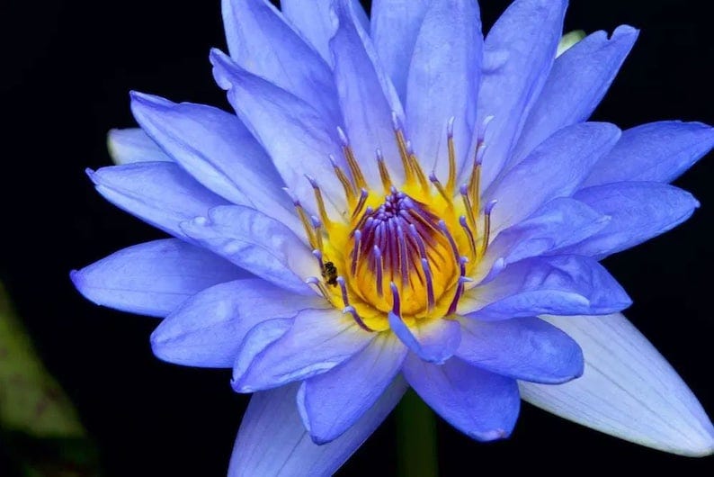 Nymphaea caerulea  Blue Egyptian Lotus  Sacred Water Lily  image 3