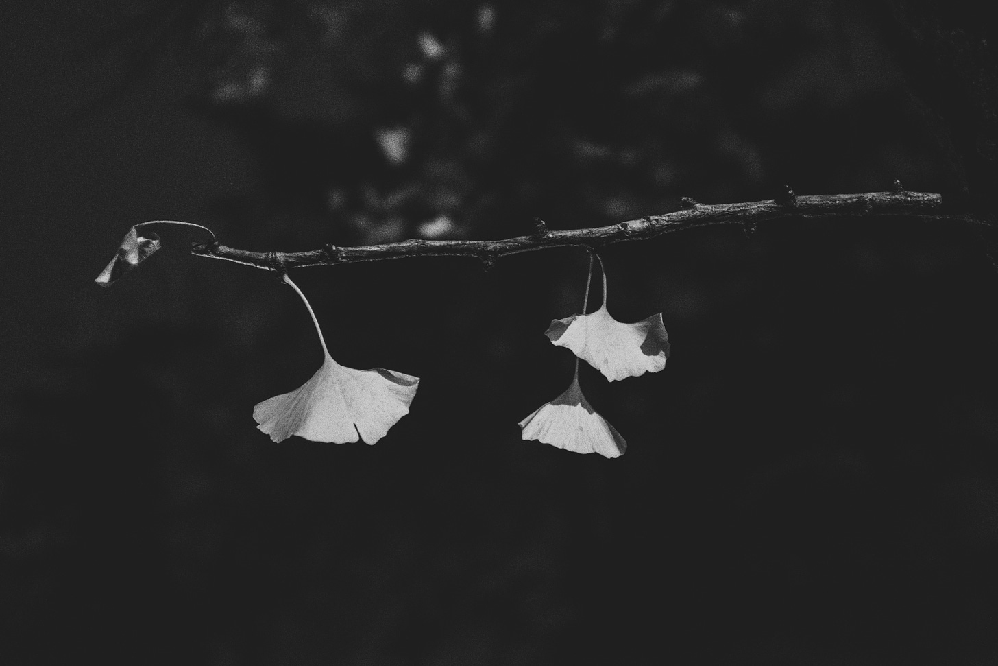 Descrição da imagem: folhas secas em um galho, em tons de preto e branco, sobre fundo preto. 