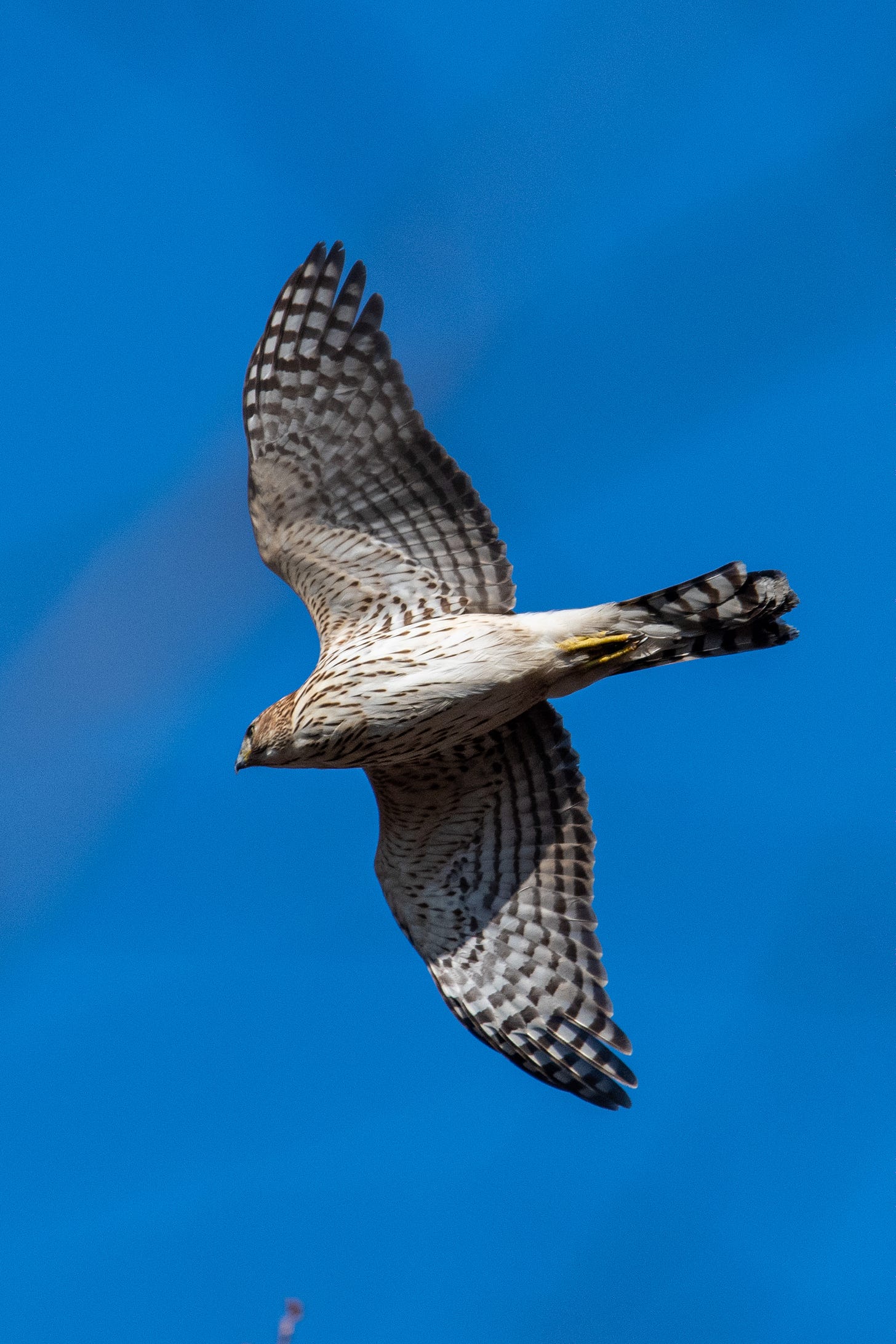 A Cooper's hawk seen from below during a flyover