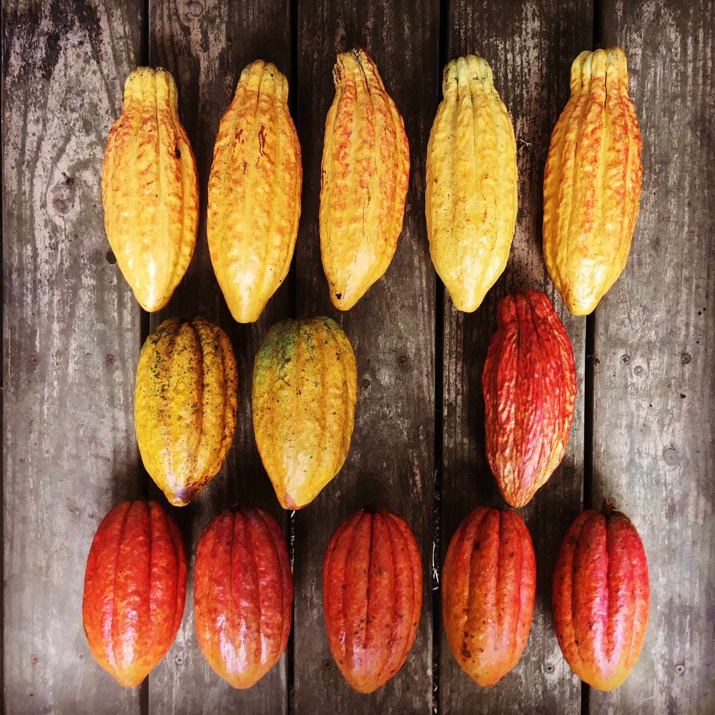 13 cacao pods on a wood background