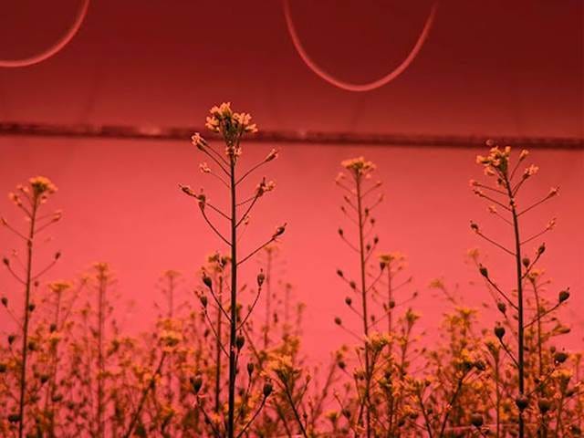 A group of flowers in a red room

Description automatically generated