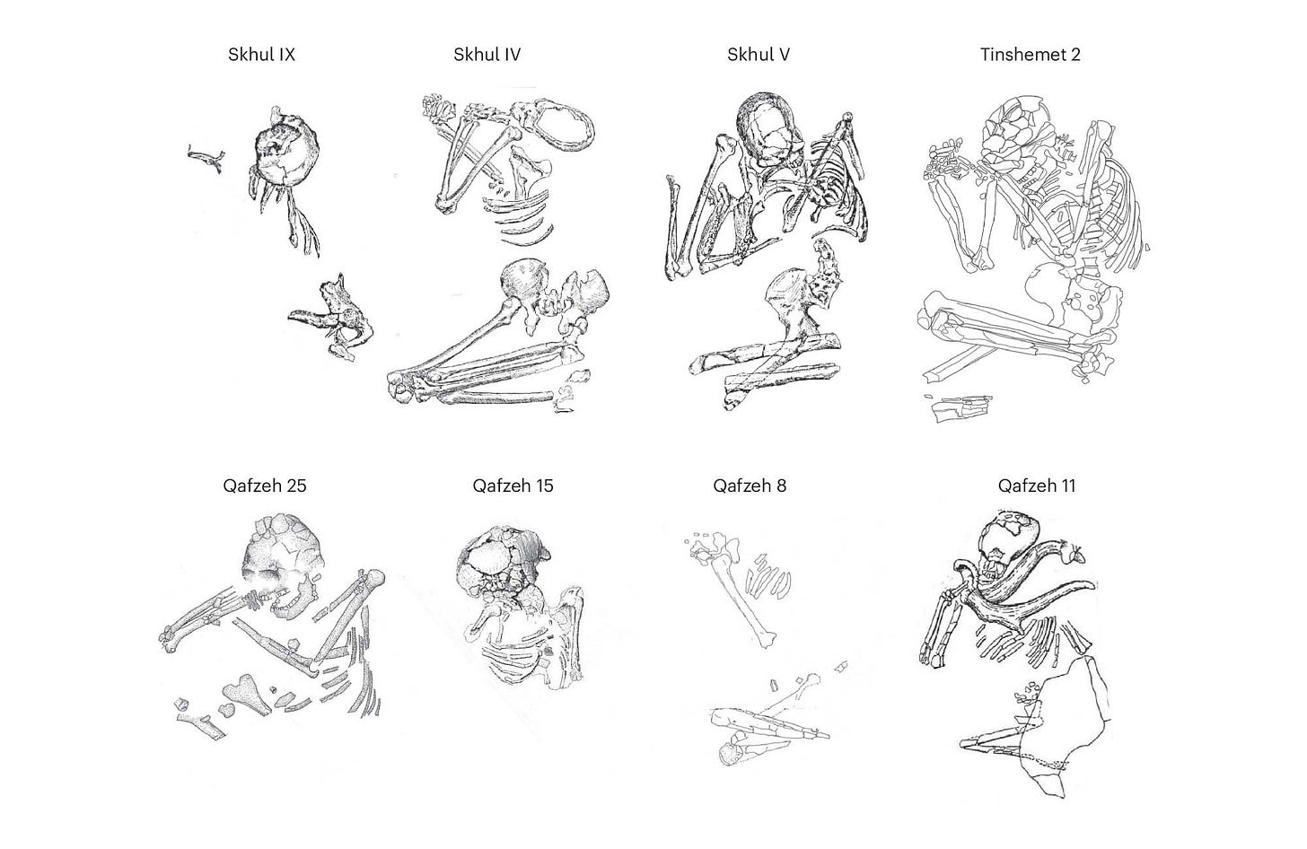 Eight drawings of fragmented skeletons, all apparently in flexed body positions facing toward the left (their right)