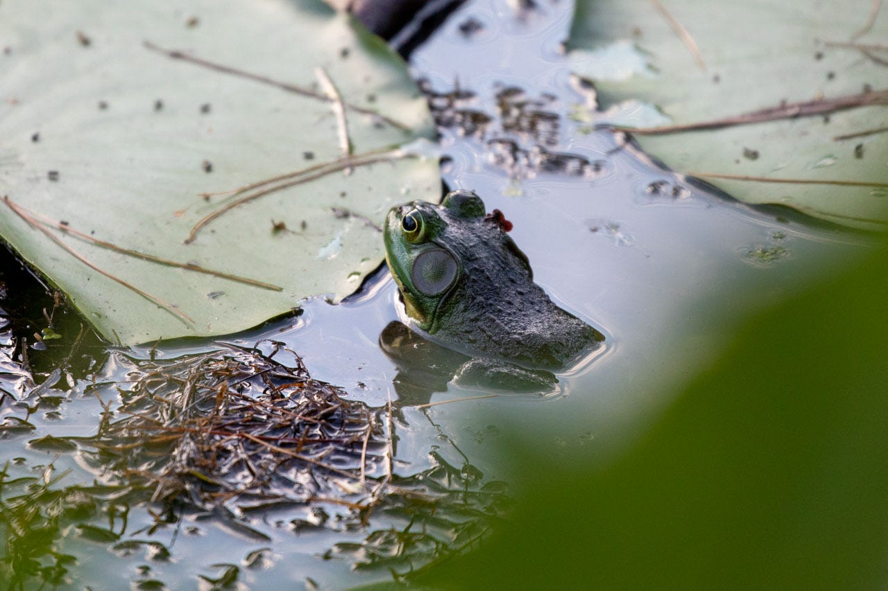 A frog faces away from the camera, a tiny leaf sticking off the right side of their head. They are half-submerged in water, surrounded by lilypads and piles of pine needles.