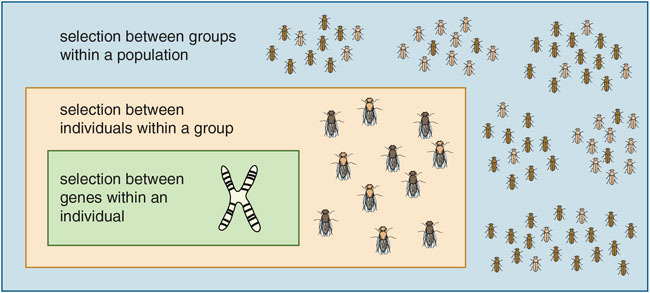 Evolution "for the Good of the Group" | American Scientist