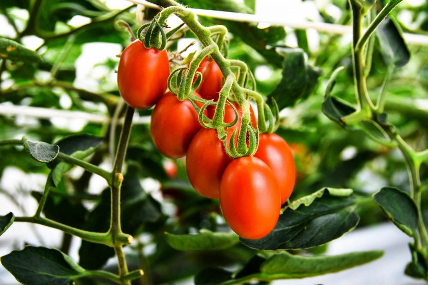 A cluster of ripe, red tomatoes hangs from a vine surrounded by green leaves. A cluster of ripe, red tomatoes hangs from a vine surrounded by green leaves.
