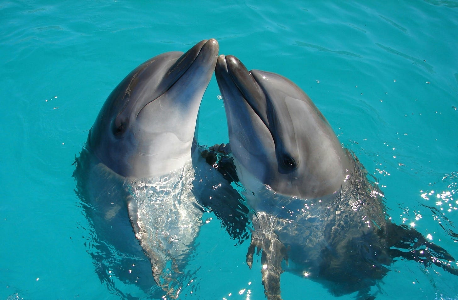 Two dolphins, noses up, appearing to hug while bobbing in clear turquoise-colored water