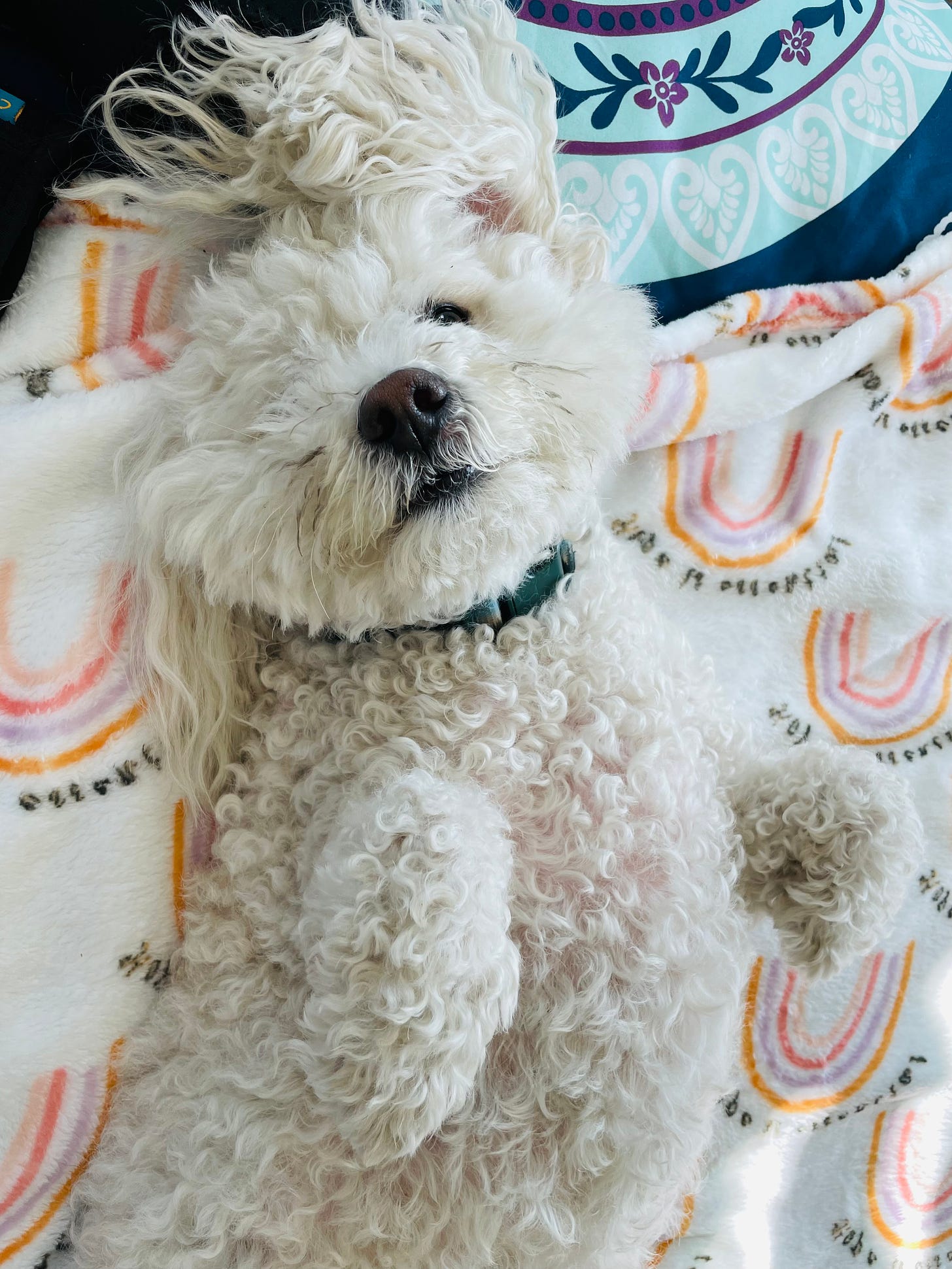 A fluffy white dog lies on his back, with one eye partially obstructed and both front paws up. He is atop a white blanket with orange, purple, and pink rainbows, as well as a blue and purple comforter.