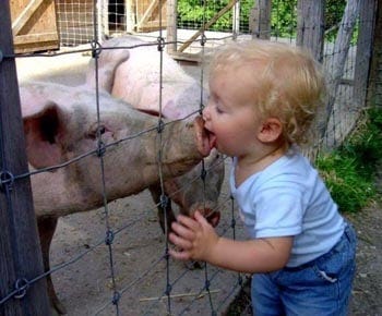 Swine flu pig