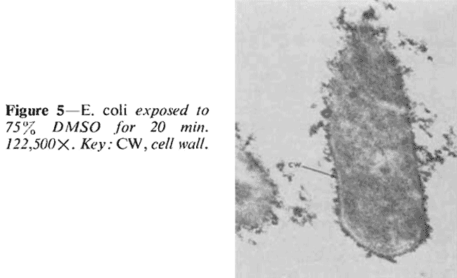 dmso e coli