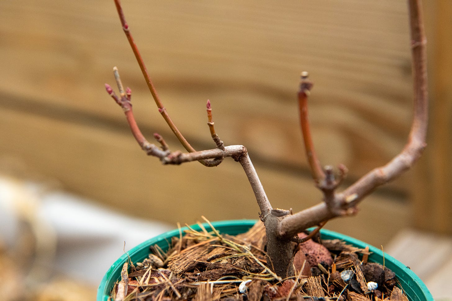 ID: The tree with the dead middle section of trunk removed, showing a more angular trunkline