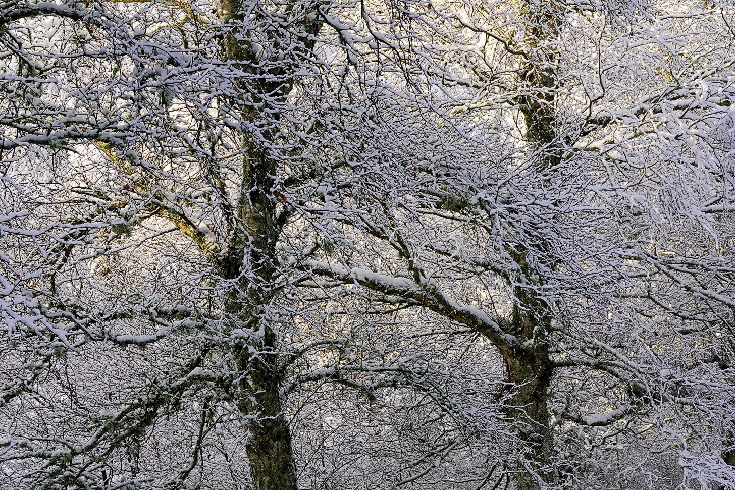 Snow covered trees backlit by sunlight