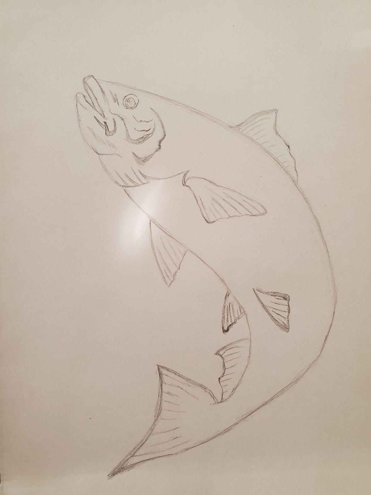 Pencil sketch on paper of a salmon in side profile