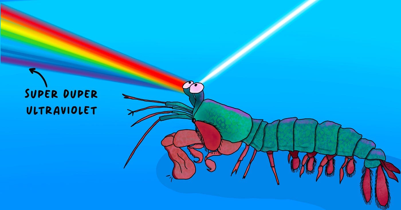 Drawing of mantis shrimp with white light entering its eyes and coming out as a spectrum. Bottom of spectrum has arrow pointing to below violet, and labeled “super duper ultraviolet.”