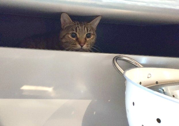 A cat's head peeking from behind a kitchen drawer, where she's climbed in and got trapped.