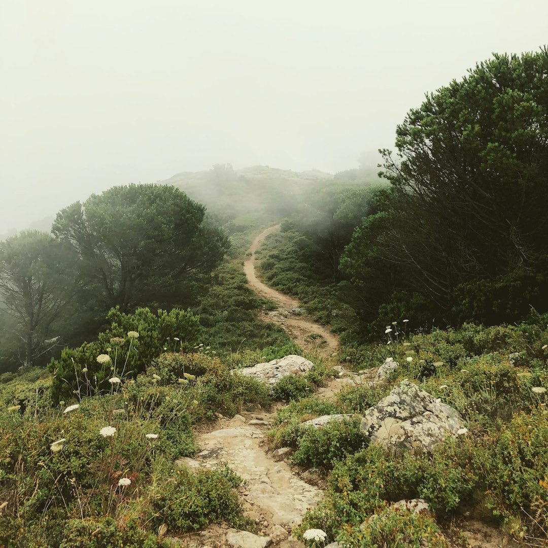 rough road surround trees with fogs